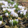 Krokus, šafrán zlatý 'Blue Pearl' - Crocus chrysanthus 'Blue Pearl'