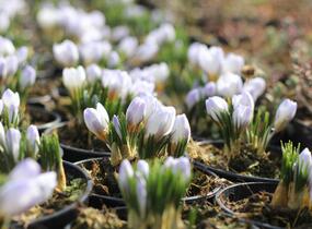 Krokus, šafrán zlatý 'Blue Pearl' - Crocus chrysanthus 'Blue Pearl'