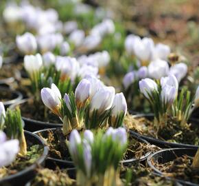 Krokus, šafrán zlatý 'Blue Pearl' - Crocus chrysanthus 'Blue Pearl'