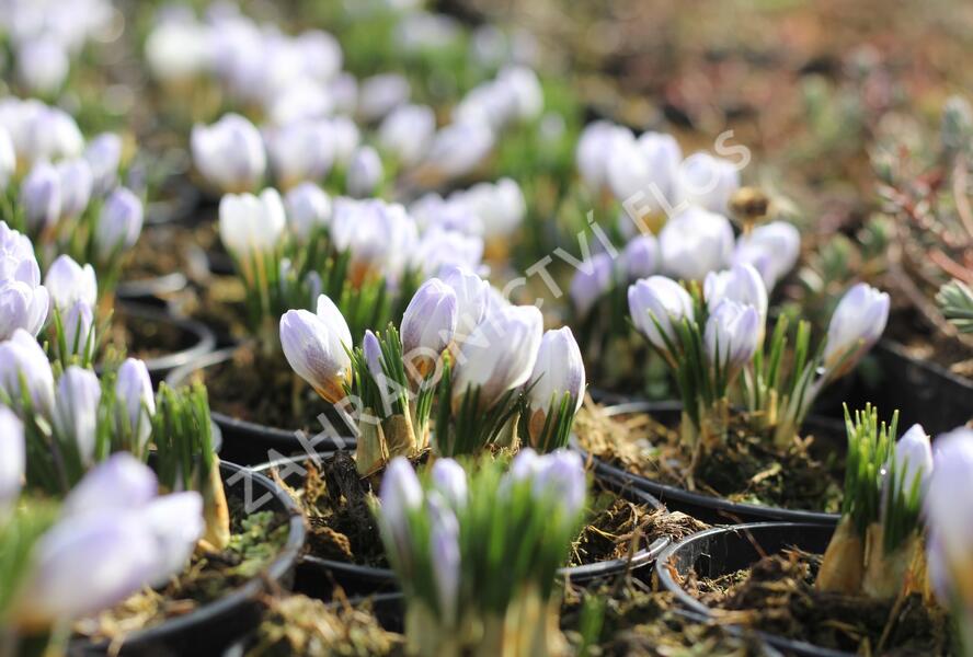 Krokus, šafrán zlatý 'Blue Pearl' - Crocus chrysanthus 'Blue Pearl'