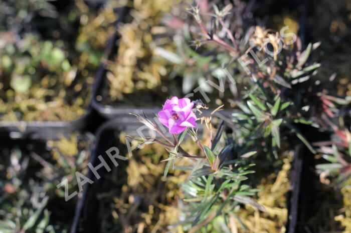 Plamenka šídlovitá 'Spring Purple' - Phlox subulata 'Spring Purple'
