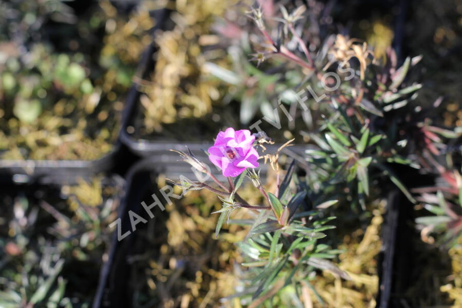 Plamenka šídlovitá 'Spring Purple' - Phlox subulata 'Spring Purple'