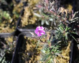 Plamenka šídlovitá 'Spring Purple'