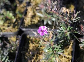 Plamenka šídlovitá 'Spring Purple' - Phlox subulata 'Spring Purple'