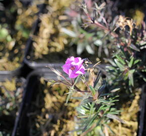 Plamenka šídlovitá 'Spring Purple' - Phlox subulata 'Spring Purple'