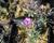 Plamenka šídlovitá 'Spring Purple'