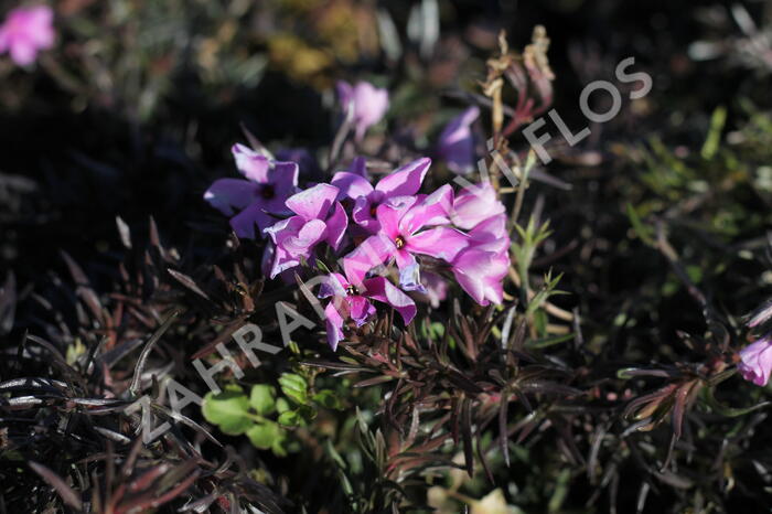 Plamenka šídlovitá 'Spring Dark Pink' - Phlox subulata 'Spring Dark Pink'
