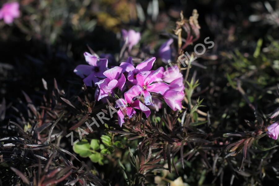 Plamenka šídlovitá 'Spring Dark Pink' - Phlox subulata 'Spring Dark Pink'