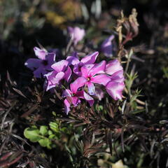 Plamenka šídlovitá 'Spring Dark Pink' - Phlox subulata 'Spring Dark Pink'