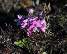 Plamenka šídlovitá 'Spring Dark Pink'