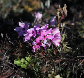 Plamenka šídlovitá 'Spring Dark Pink' - Phlox subulata 'Spring Dark Pink'