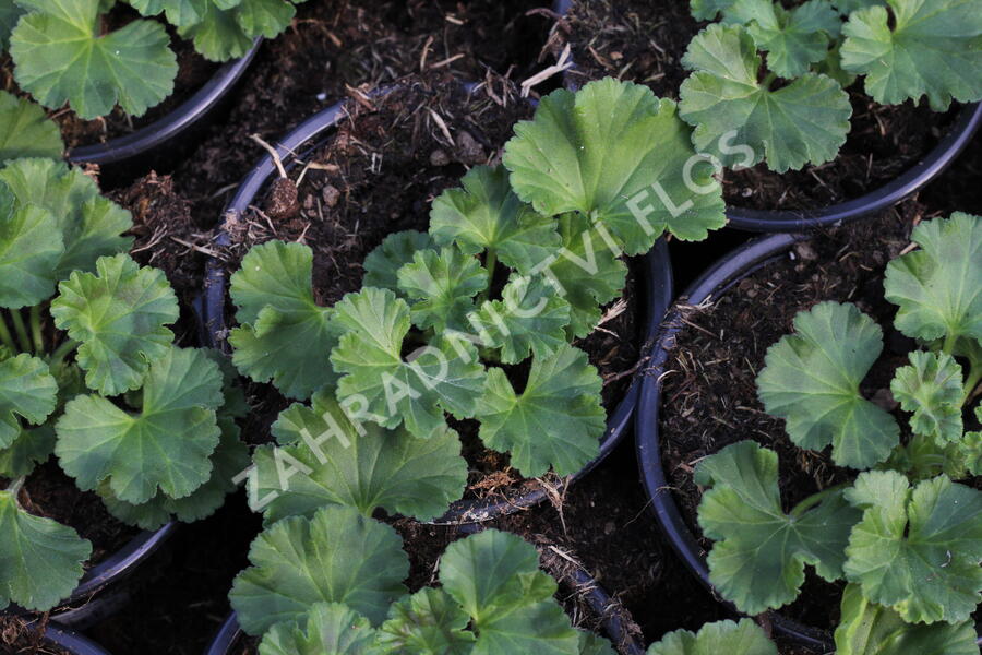 Muškát, pelargonie páskatá 'Batik Blue' - Pelargonium zonale 'Batik Blue'