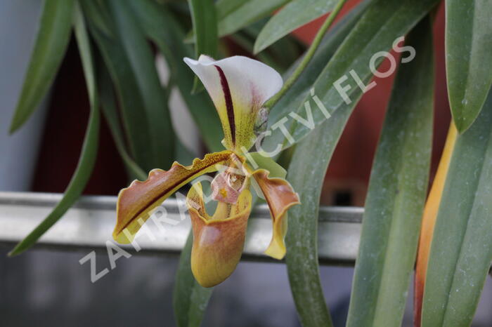 Střevíčník - Paphiopedilum lathamianum