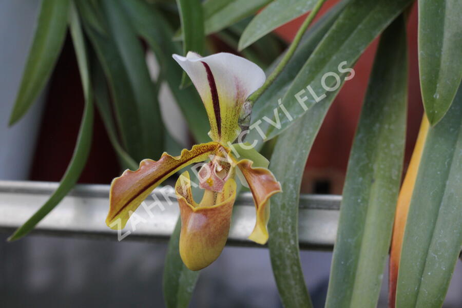 Střevíčník - Paphiopedilum lathamianum