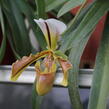 Střevíčník - Paphiopedilum lathamianum