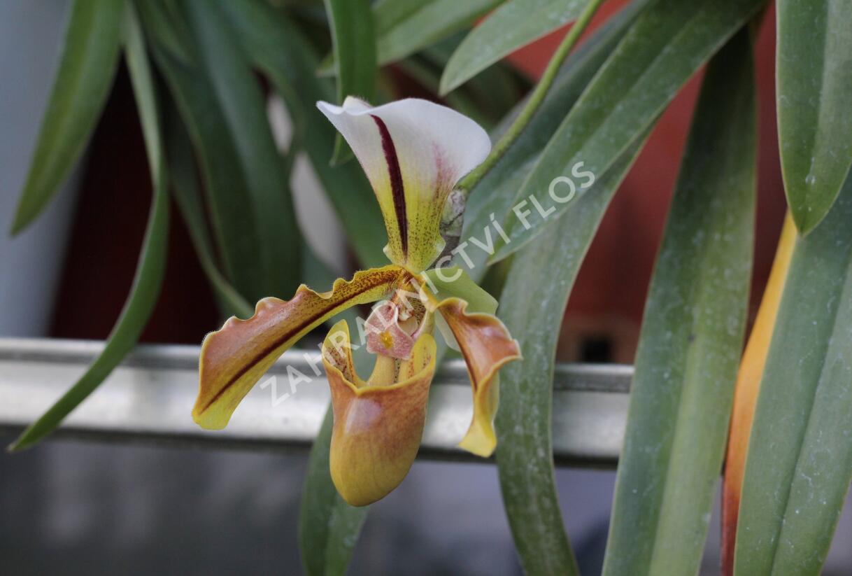 Střevíčník - Paphiopedilum lathamianum