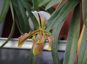 Střevíčník - Paphiopedilum lathamianum