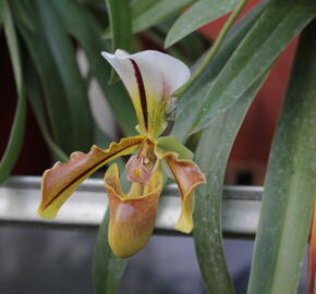 Střevíčník - Paphiopedilum lathamianum