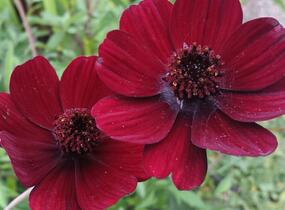 Krásenka zpeřená 'Chocamocha' - Cosmos atrosanguineus 'Chocamocha'
