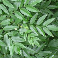 Jerlín japonský - Sophora japonica