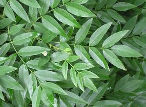 Jerlín japonský - Sophora japonica