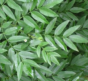 Jerlín japonský - Sophora japonica