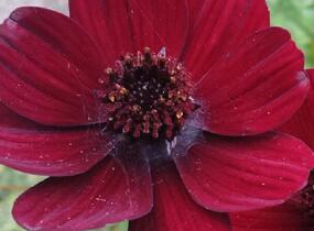 Krásenka zpeřená 'Chocamocha' - Cosmos atrosanguineus 'Chocamocha'