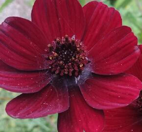 Krásenka zpeřená 'Chocamocha' - Cosmos atrosanguineus 'Chocamocha'