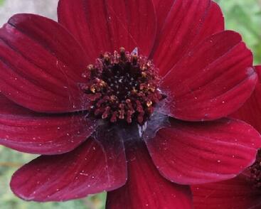 Krásenka zpeřená 'Chocamocha'