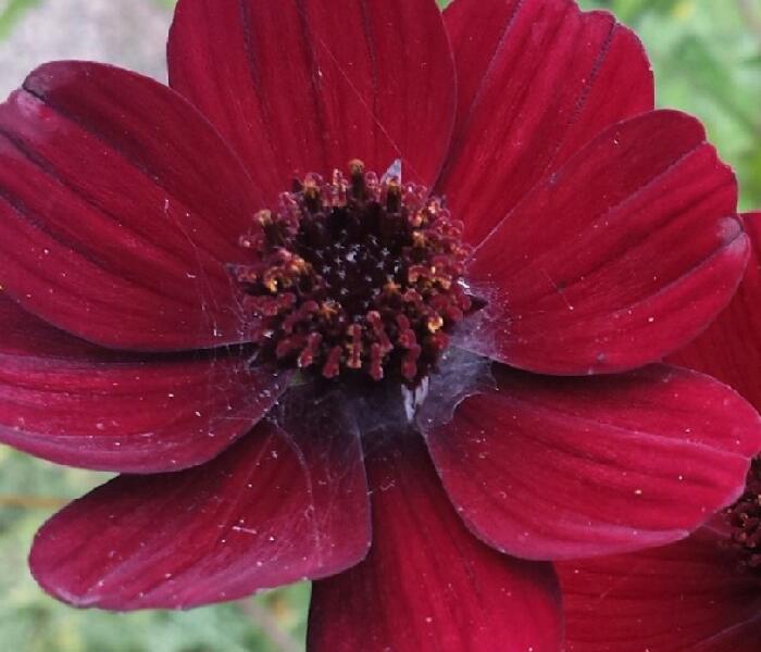 Krásenka zpeřená 'Chocamocha' - Cosmos atrosanguineus 'Chocamocha'