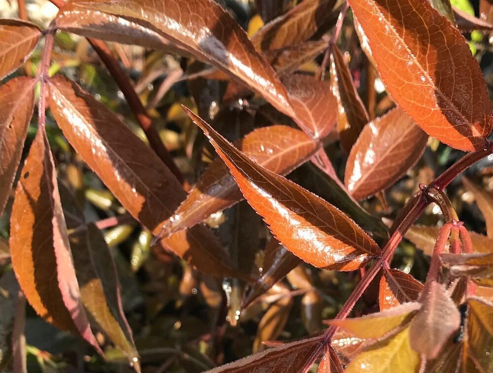 Bez černý 'Milk Chocolat' - Sambucus nigra 'Milk Chocolat'