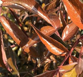 Bez černý 'Milk Chocolat' - Sambucus nigra 'Milk Chocolat'