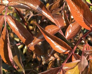 Bez černý 'Milk Chocolat'
