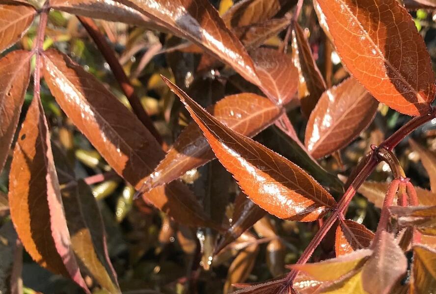Bez černý 'Milk Chocolat' - Sambucus nigra 'Milk Chocolat'