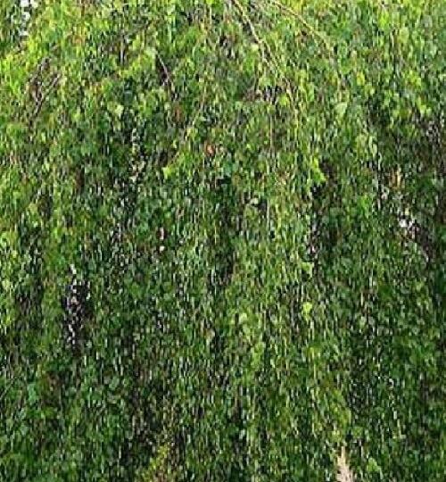 Sazenice břízy - betula | Zahradnictví FLOS
