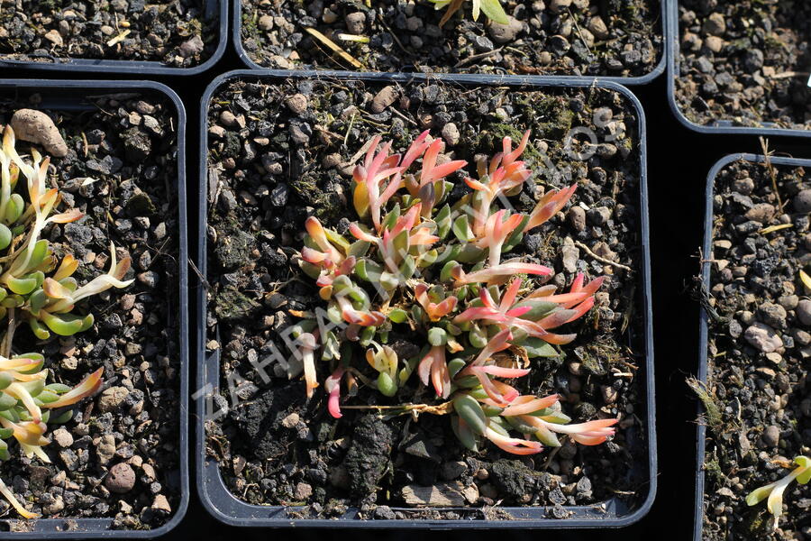 Kosmatec - Delosperma congestum