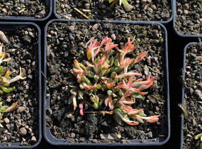 Kosmatec - Delosperma congestum