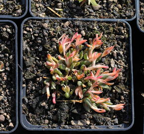 Kosmatec - Delosperma congestum
