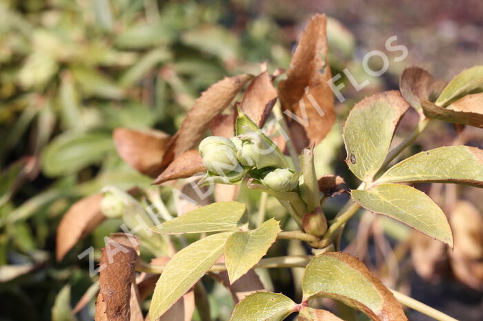 Čemeřice korsická - Helleborus argutifolius