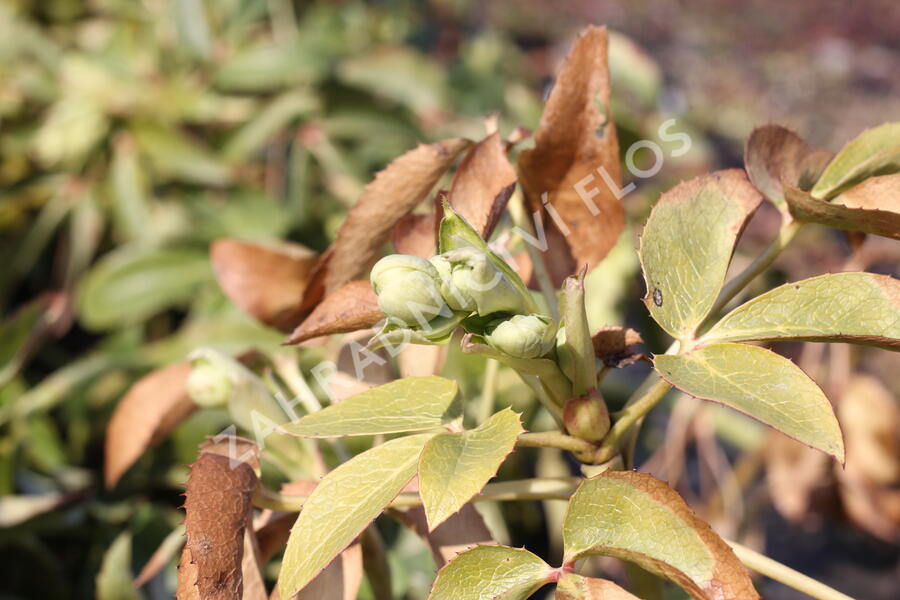 Čemeřice korsická - Helleborus argutifolius