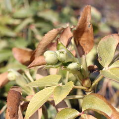Čemeřice korsická - Helleborus argutifolius