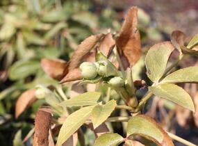 Čemeřice korsická - Helleborus argutifolius