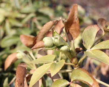 Čemeřice korsická