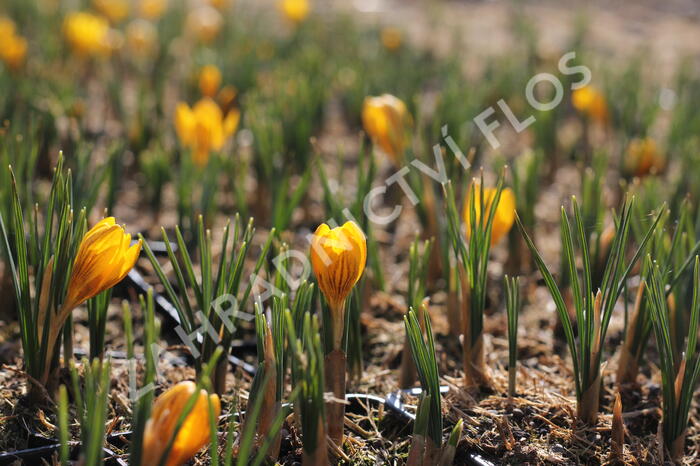 Krokus, šafrán zlatý 'Dorothy' - Crocus chrysanthus 'Dorothy'