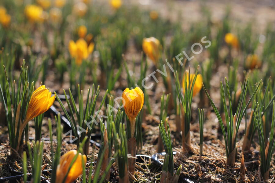 Krokus, šafrán zlatý 'Dorothy' - Crocus chrysanthus 'Dorothy'