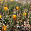 Krokus, šafrán zlatý 'Dorothy' - Crocus chrysanthus 'Dorothy'