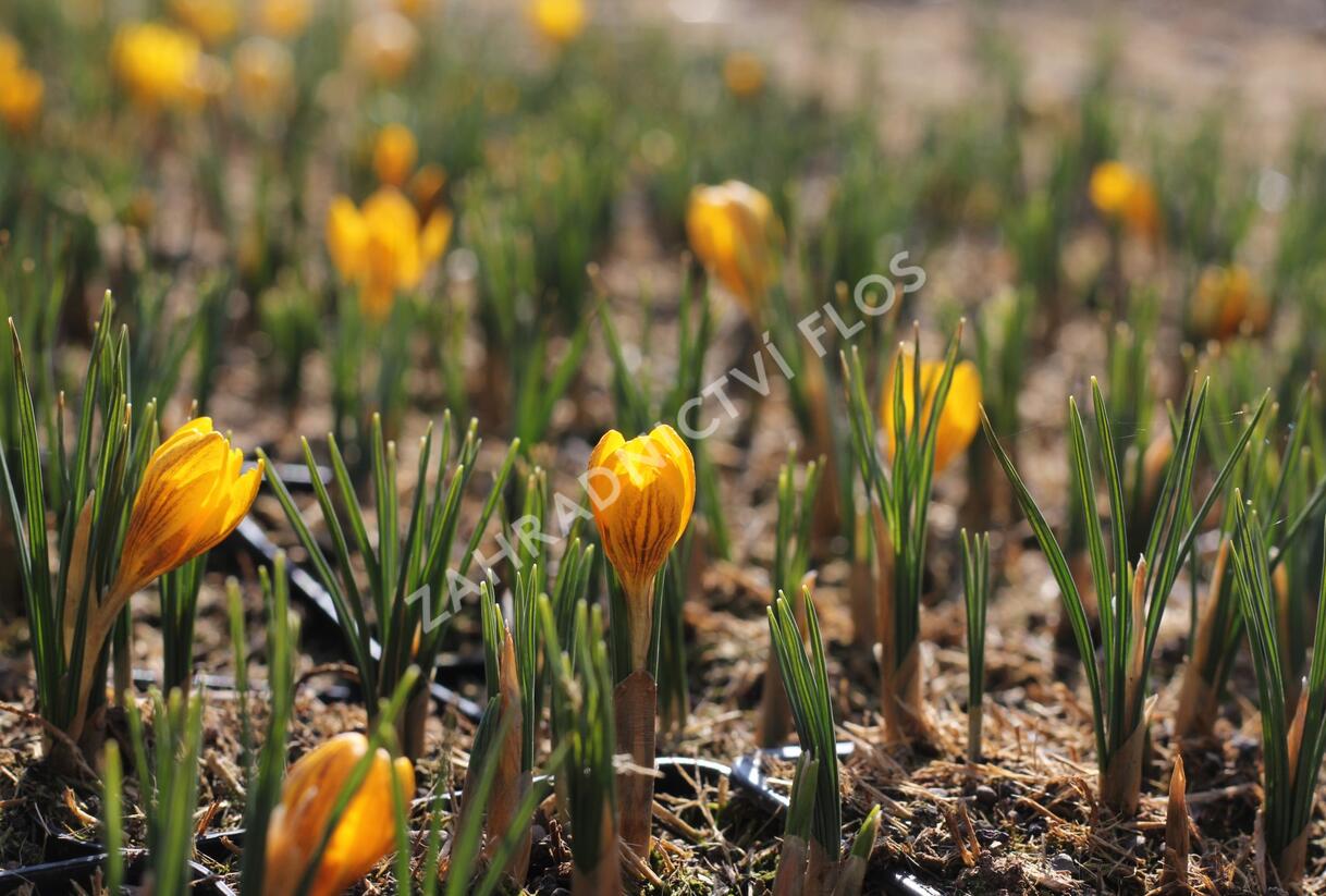 Krokus, šafrán zlatý 'Dorothy' - Crocus chrysanthus 'Dorothy'