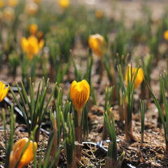 Krokus, šafrán zlatý 'Dorothy' - Crocus chrysanthus 'Dorothy'