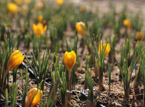 Krokus, šafrán zlatý 'Dorothy' - Crocus chrysanthus 'Dorothy'