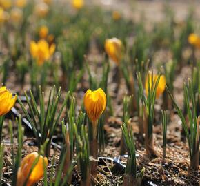 Krokus, šafrán zlatý 'Dorothy' - Crocus chrysanthus 'Dorothy'